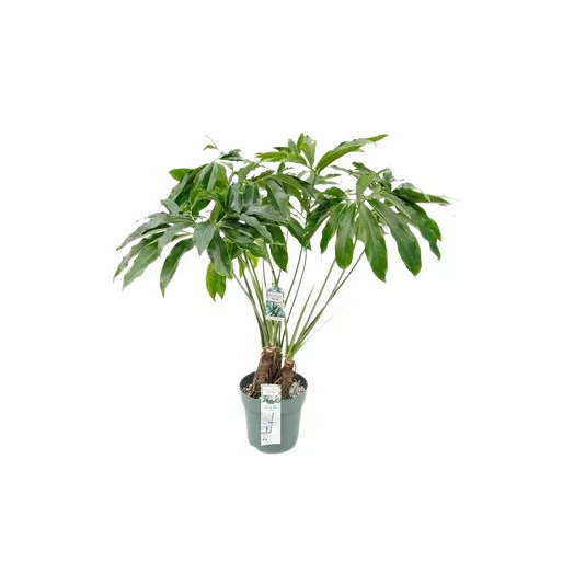 PHILODENDRON x D24 Fun Bun 150CM