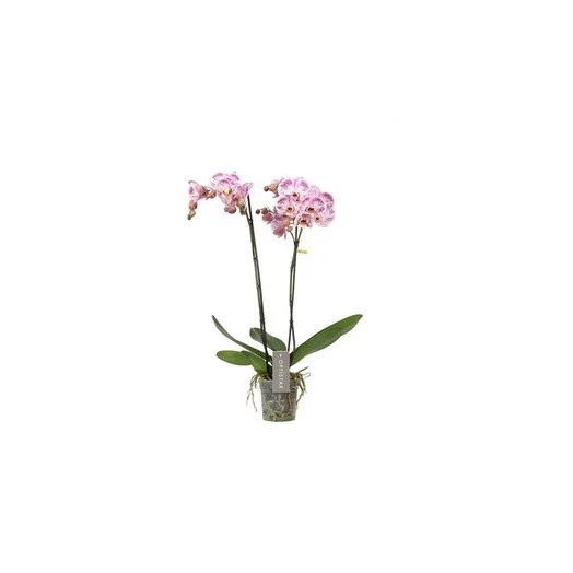 PHALAENOPSIS hybride D12 2BR P X6 Sorano Optistar