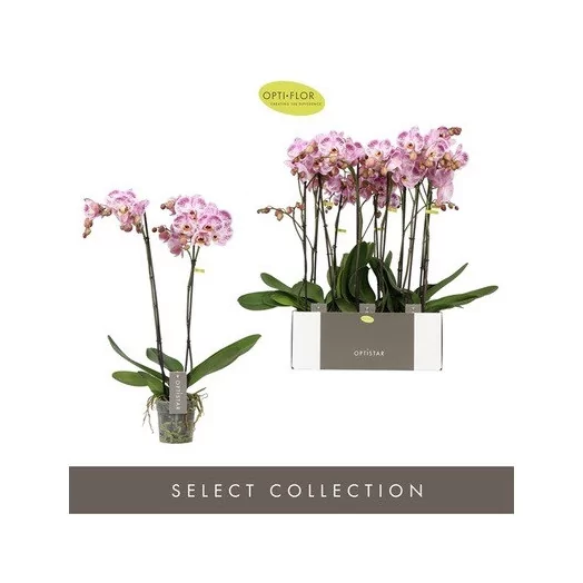 PHALAENOPSIS hybride D12 2BR P X6 Sorano Optistar