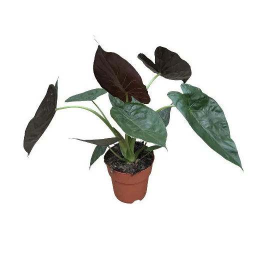 ALOCASIA wentii D19 70-80CM