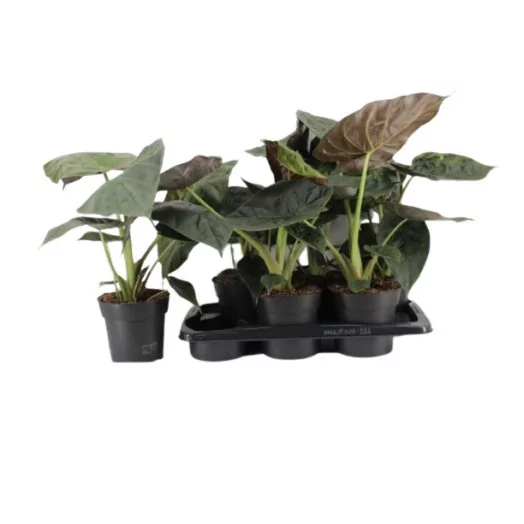 ALOCASIA wentii D19 70-80CM