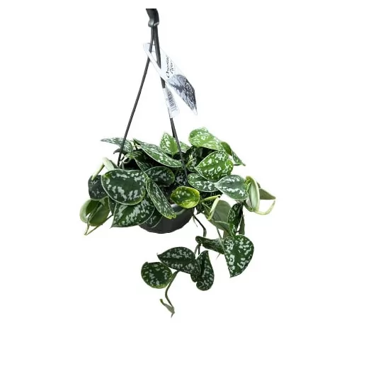 SCINDAPSUS pictus D14 P Argyraeus