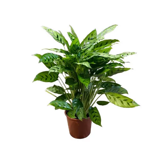 CALATHEA makoyana D17 X6