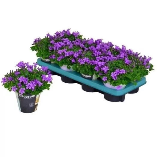 CAMPANULA portenschlagiana D11 P X8 Porto BLUE