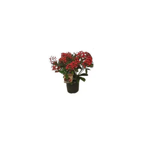SKIMMIA japonica D15 X6 Rubella