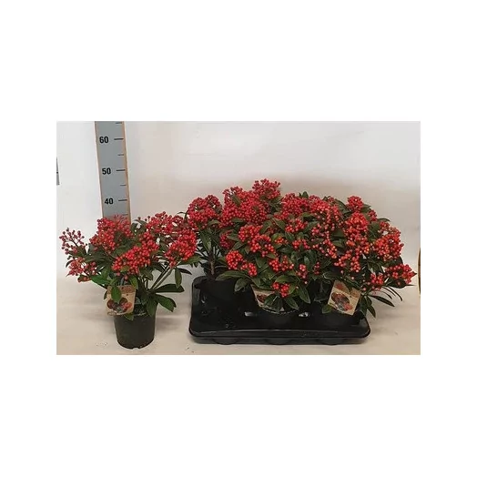 SKIMMIA japonica D15 X6 Rubella