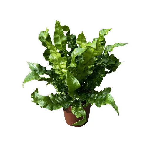 ASPLENIUM nidus D12 X6 Crispy Wave