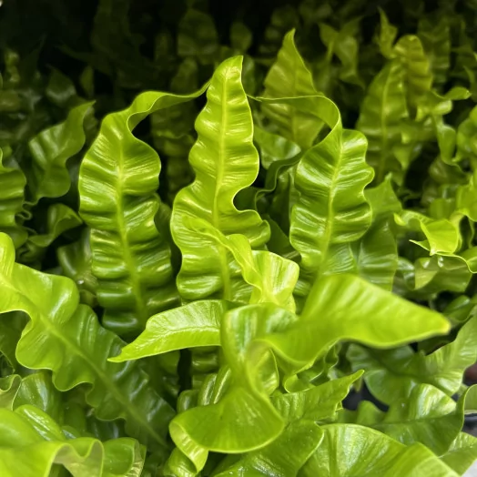 ASPLENIUM nidus D12 X6 Crispy Wave