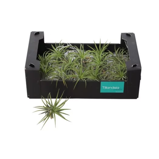 TILLANDSIA ionantha P X20 VERT