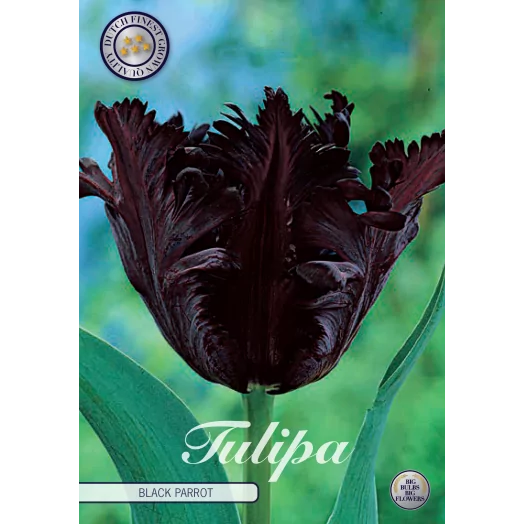 BULBE TULIPA PARROT 12+ SACHET DE 25 Black parrot