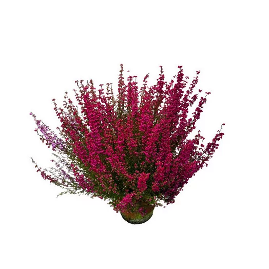 ERICA gracilis D16ROUGE