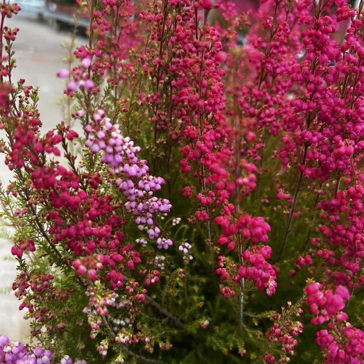 ERICA gracilis D16ROUGE