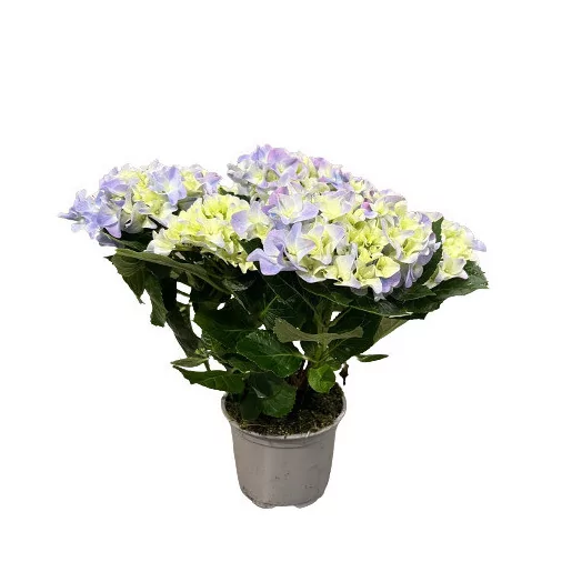 HYDRANGEA macrophylla D14 X4 Early Blue