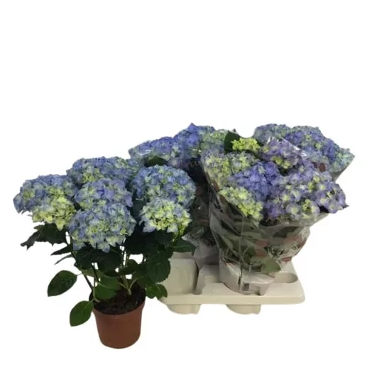 HYDRANGEA macrophylla D14 X4 Early Blue