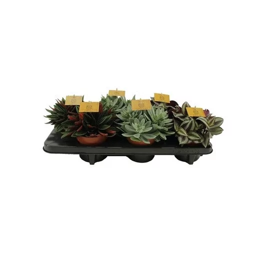 PEPEROMIA hybride D12 P x6 MIX