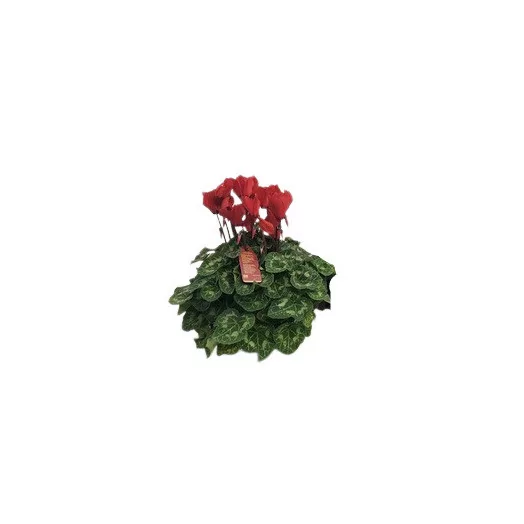 CYCLAMEN persicum D15 x2 XL
