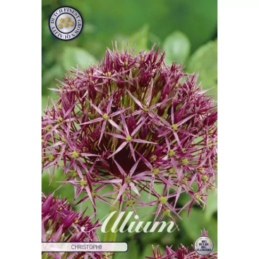 BULBE TULIPA 12+ SACHET DE 25 Lilyflowering Pieter de Leur