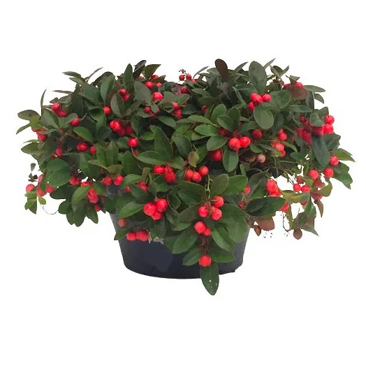 GAULTHERIA procumbens D23COUPE