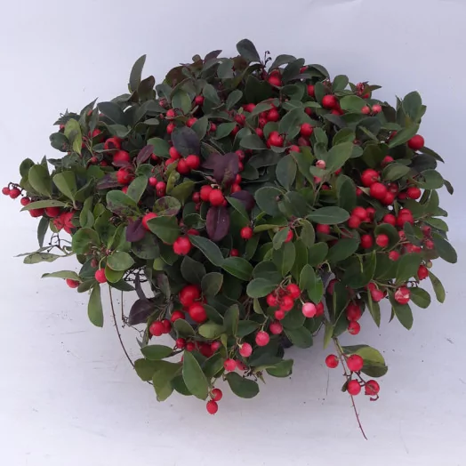 GAULTHERIA procumbens D23COUPE