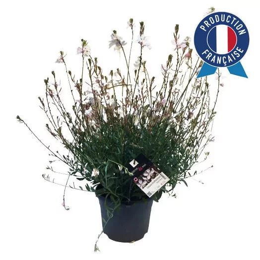 GAURA lindheimeri C05Shorm form