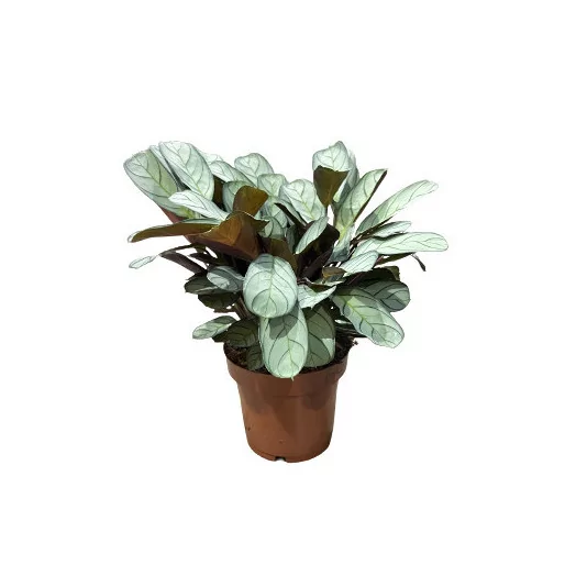CTENANTHE pilosa D14 X6 Golden Mosaic
