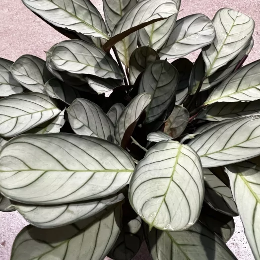 CTENANTHE pilosa D14 X6 Golden Mosaic