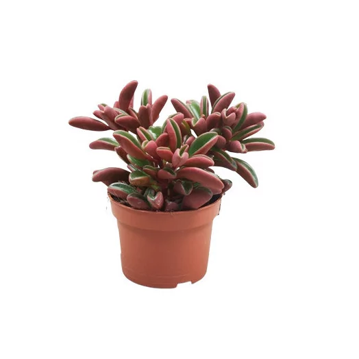 PEPEROMIA graveolens D08.5 P X12