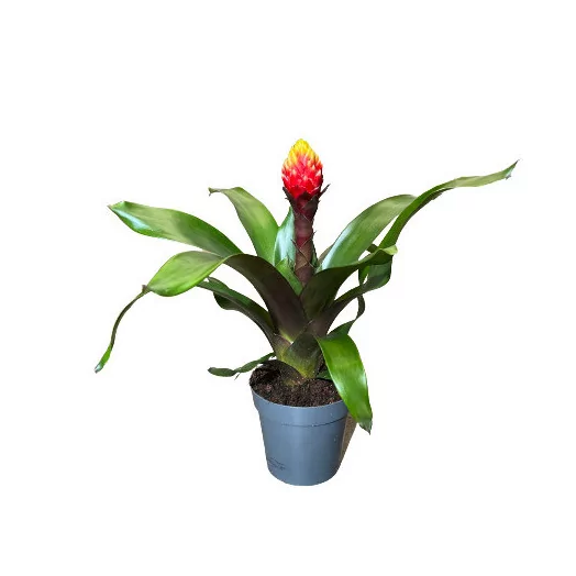 GUZMANIA x D123 x6 Crown