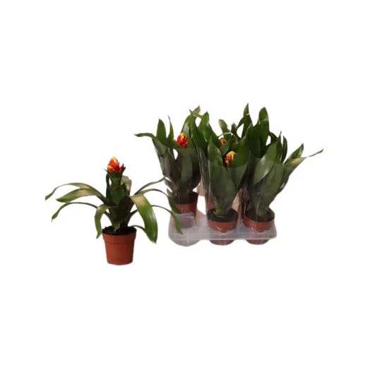 GUZMANIA x D123 x6 Crown