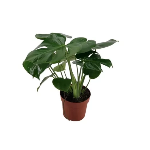 MONSTERA deliciosa D15 X6 Variegata