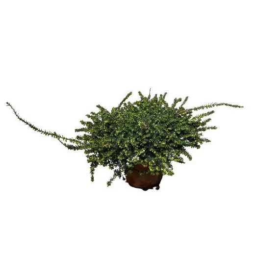ERICA darleyensis D15 x6 MIX