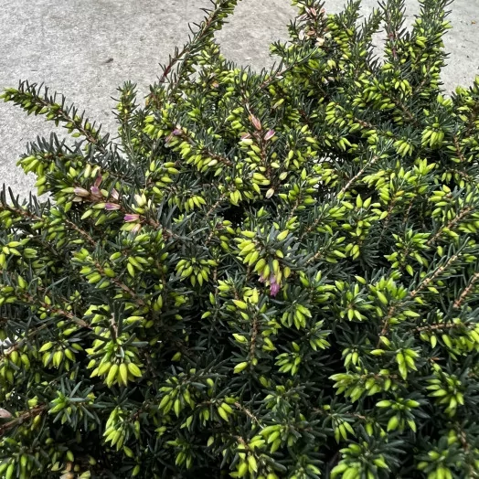 ERICA darleyensis D15 x6 MIX