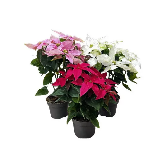 EUPHORBIA pulcherrima D12 P X8 Princettia MIX