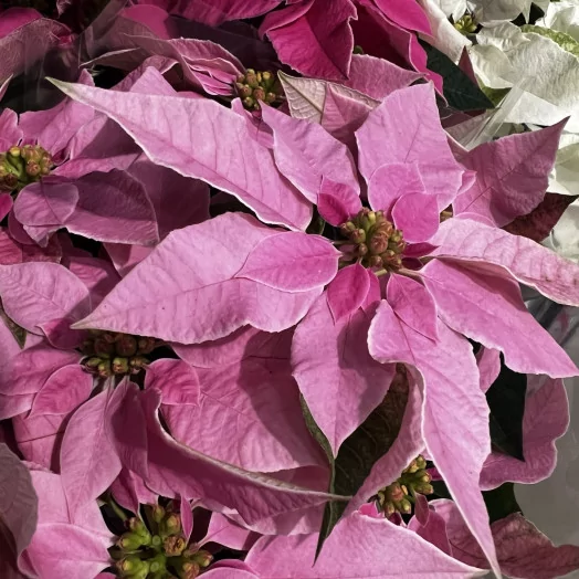 EUPHORBIA pulcherrima D12 P X8 Princettia MIX