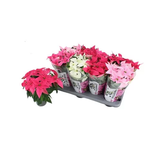 EUPHORBIA pulcherrima D12 P X8 Princettia MIX