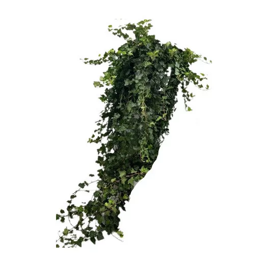 HEDERA helix D23 White Wonder SUSP. 100+CM