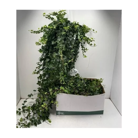HEDERA helix D23 White Wonder SUSP. 100+CM