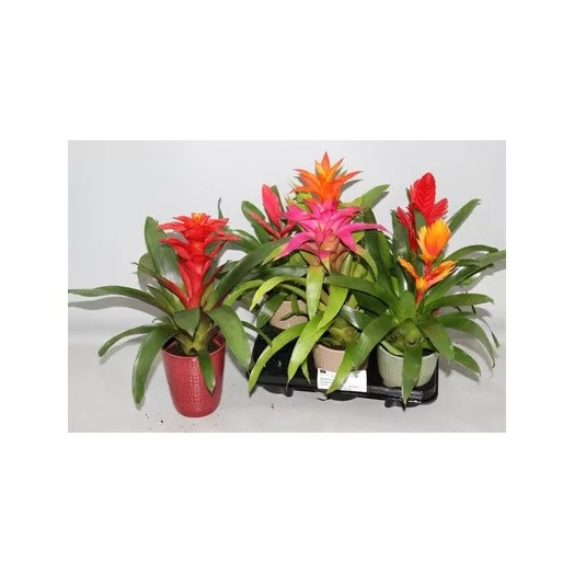 BROMELIACEE X D10.5 X12 MIX