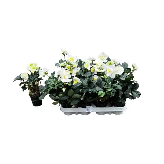 HELLEBORUS niger D09x12 Christmas Carol