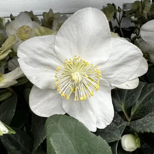 HELLEBORUS niger D09x12 Christmas Carol