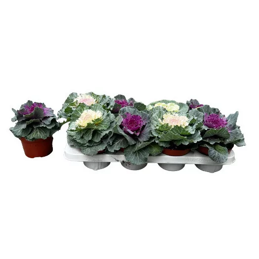 BRASSICA oleracea D13 X8