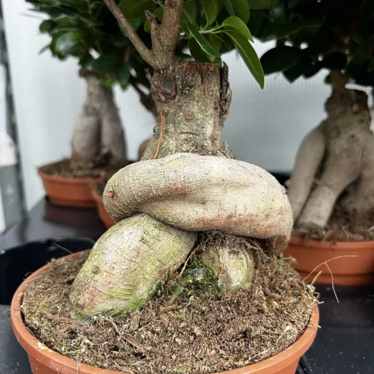 FICUS microcarpa D17 P Ginseng 40CM