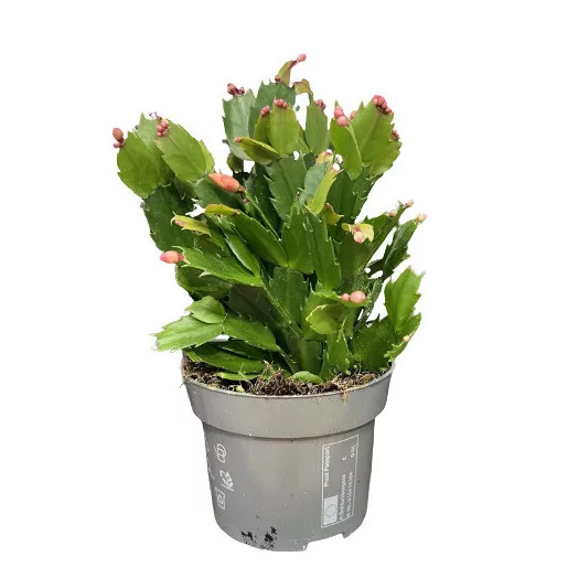 SCHLUMBERGERA hybride D13 X8 Cactus de Noel MIX