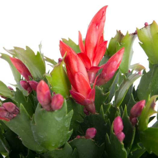 SCHLUMBERGERA hybride D13 X8 Cactus de Noel MIX