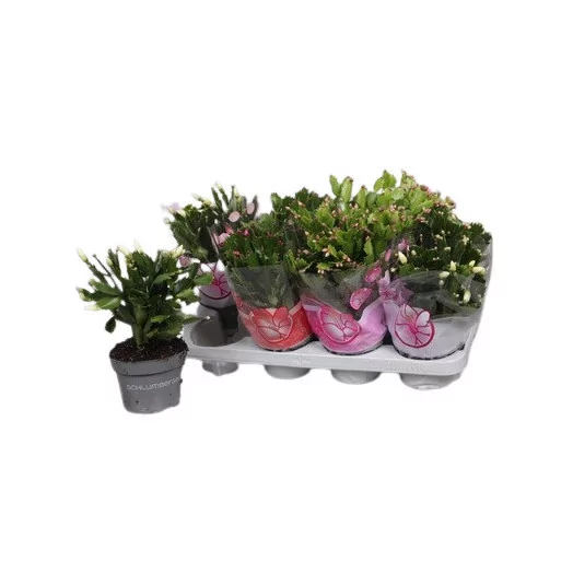 SCHLUMBERGERA hybride D13 X8 Cactus de Noel MIX