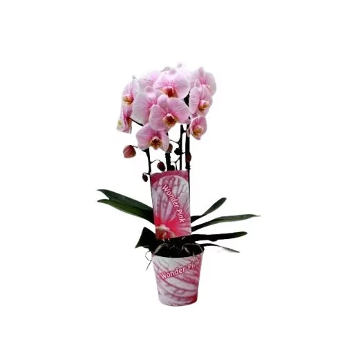 PHALAENOPSIS hybride D12 2BR x6 CASCADE ROSE