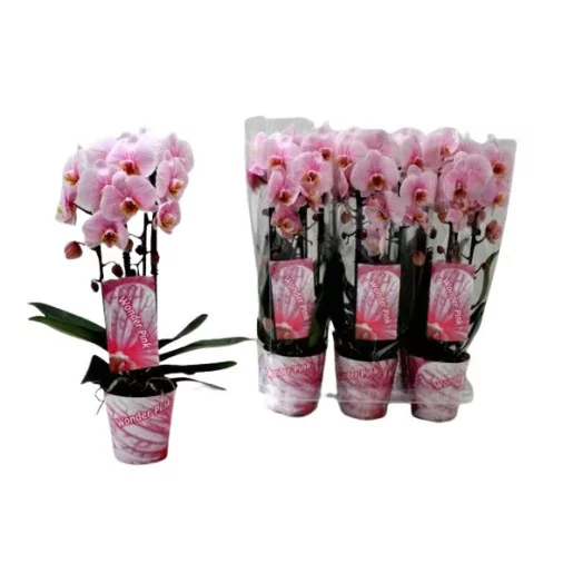 PHALAENOPSIS hybride D12 2BR x6 CASCADE ROSE