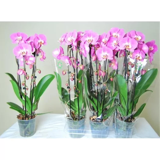 PHALAENOPSIS hybride D12 2BR x6 CASCADE ROSE