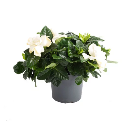 GARDENIA jasminoides D13 x8 Jasmin du Cap