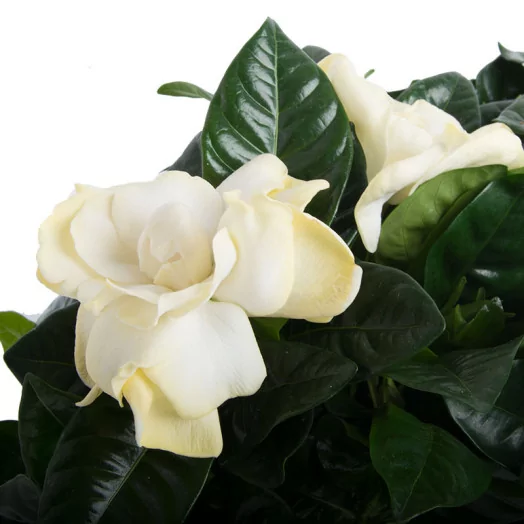 GARDENIA jasminoides D13 x8 Jasmin du Cap